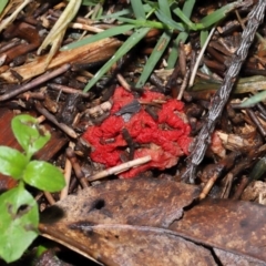 Colus hirudinosus at Ormiston, QLD - 24 Dec 2023 04:11 PM