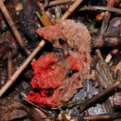 Colus hirudinosus at Ormiston, QLD - 24 Dec 2023 04:11 PM