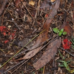 Colus hirudinosus at Ormiston, QLD - 24 Dec 2023 04:11 PM