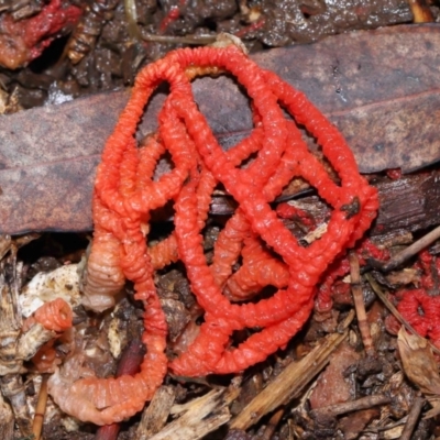 Colus hirudinosus at Ormiston, QLD - 24 Dec 2023 by TimL