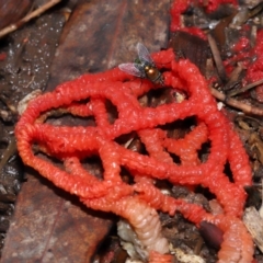 Chrysomya sp. (genus) at Ormiston, QLD - 24 Dec 2023 by TimL