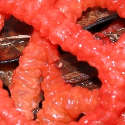 Unidentified Springtail (Collembola) at Ormiston, QLD - 24 Dec 2023 by TimL