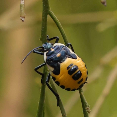 Commius elegans (Cherry Ballart Shield Bug) at Dryandra St Woodland - 26 Dec 2023 by ConBoekel