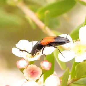 Anilicus xanthomus at O'Connor, ACT - 26 Dec 2023