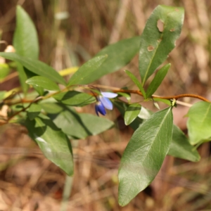 Billardiera heterophylla at Dryandra St Woodland - 26 Dec 2023 11:28 AM