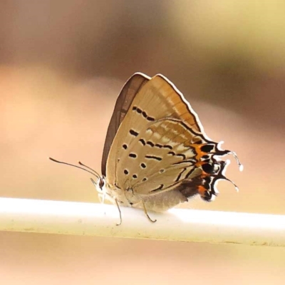 Jalmenus ictinus (Stencilled Hairstreak) at Dryandra St Woodland - 26 Dec 2023 by ConBoekel