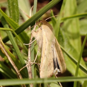 Helicoverpa punctigera at O'Connor, ACT - 26 Dec 2023 12:27 PM