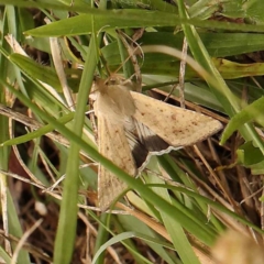 Helicoverpa punctigera at O'Connor, ACT - 26 Dec 2023 12:27 PM