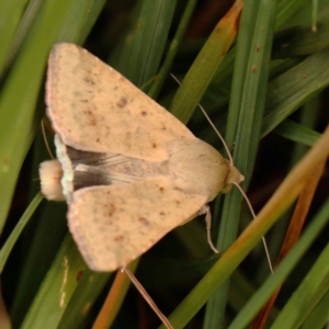 Helicoverpa punctigera at O'Connor, ACT - 26 Dec 2023 12:27 PM