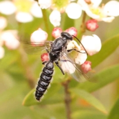 Thynninae (subfamily) (Smooth flower wasp) at O'Connor, ACT - 26 Dec 2023 by ConBoekel