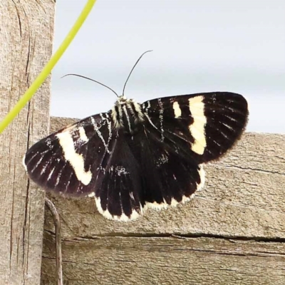 Phalaenoides glycinae (Grapevine Moth) at Turner, ACT - 26 Dec 2023 by ConBoekel