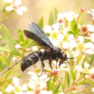 Scolia (Discolia) verticalis at Dryandra St Woodland - 26 Dec 2023