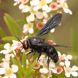 Scolia (Discolia) verticalis at Dryandra St Woodland - 26 Dec 2023