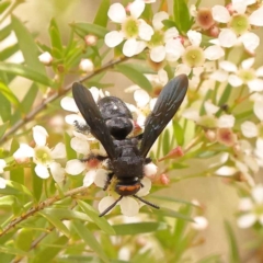 Scolia (Discolia) verticalis at Dryandra St Woodland - 26 Dec 2023