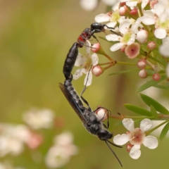 Rhagigaster ephippiger (Smooth flower wasp) at Dryandra St Woodland - 26 Dec 2023 by ConBoekel