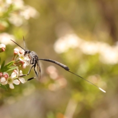 Gasteruption sp. (genus) at O'Connor, ACT - 26 Dec 2023