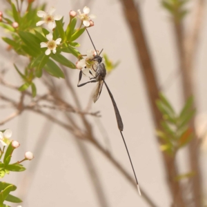 Gasteruption sp. (genus) at O'Connor, ACT - 26 Dec 2023