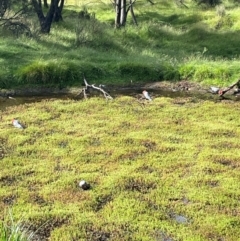 Callocephalon fimbriatum (Gang-gang Cockatoo) at Crackenback, NSW - 26 Dec 2023 by Mavis