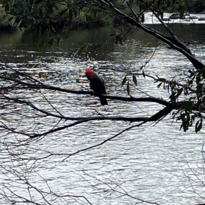 Callocephalon fimbriatum (Gang-gang Cockatoo) at Crackenback, NSW - 27 Dec 2023 by Mavis