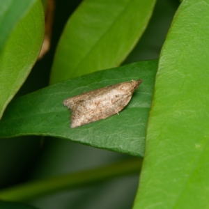 Meritastis ursina at Downer, ACT - 26 Dec 2023