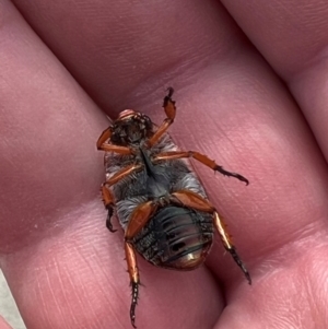 Anoplognathus porosus at Wright, ACT - 27 Dec 2023