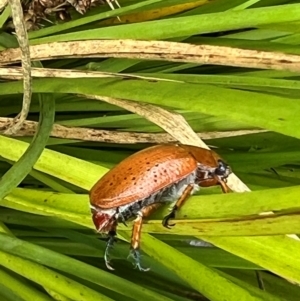 Anoplognathus porosus at Wright, ACT - 27 Dec 2023