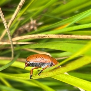 Anoplognathus porosus at Wright, ACT - 27 Dec 2023