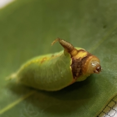 Pseudanapaea transvestita at City Renewal Authority Area - 27 Dec 2023