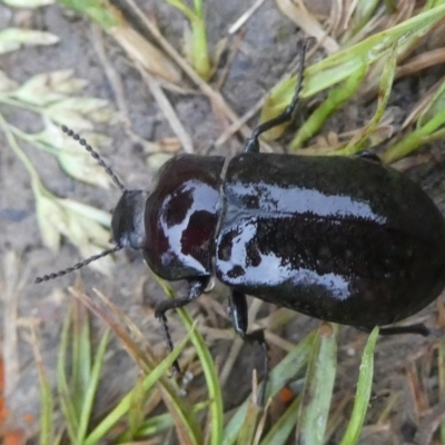 Pachycoelia sp. (genus) (A darkling beetle) at QPRC LGA - 16 Nov 2021 by arjay