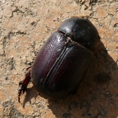 Onthophagus sp. (genus) at QPRC LGA - 17 Nov 2021 by arjay