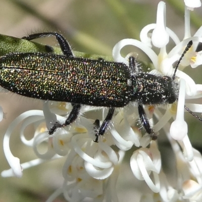 Eleale aspera (Clerid beetle) at Mongarlowe River - 18 Nov 2021 by arjay