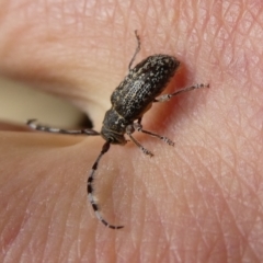 Ancita sp. (genus) (Longicorn or longhorn beetle) at Mongarlowe River - 16 Dec 2021 by arjay