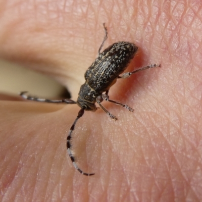 Ancita sp. (genus) (Longicorn or longhorn beetle) at Mongarlowe River - 16 Dec 2021 by arjay