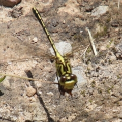 Austrogomphus guerini at Fitzroy Falls, NSW - 22 Dec 2023 by JanHartog