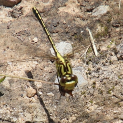 Austrogomphus guerini at Fitzroy Falls, NSW - 22 Dec 2023 by JanHartog