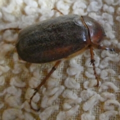 Antitrogus morbillosus (Tableland pasture scarab) at Mongarlowe River - 7 Jan 2022 by arjay