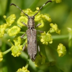 Pempsamacra tillides (Longhorn or longicorn beetle) at QPRC LGA - 8 Jan 2022 by arjay