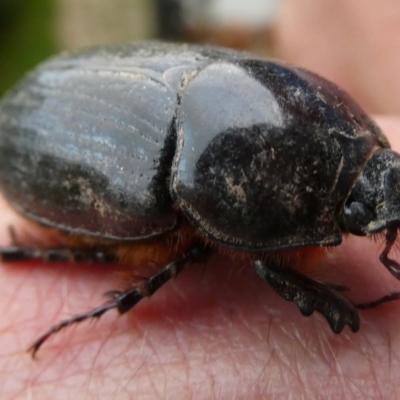 Dynastinae (subfamily) (Unidentified rhinoceros or elephant beetle) at Mongarlowe River - 9 Feb 2022 by arjay