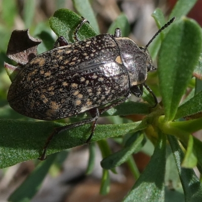 Lepispilus sp. (genus) (Yellow-spotted darkling beetle) at QPRC LGA - 16 Oct 2022 by arjay