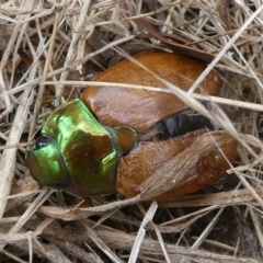 Anoplognathus sp. (genus) (Unidentified Christmas beetle) at QPRC LGA - 5 Jan 2023 by arjay