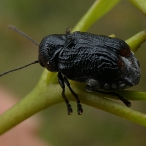 Aporocera (Aporocera) scabrosa at QPRC LGA - 27 Mar 2023