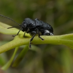 Aporocera (Aporocera) scabrosa at QPRC LGA - 27 Mar 2023