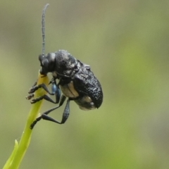 Aporocera (Aporocera) scabrosa at QPRC LGA - 27 Mar 2023