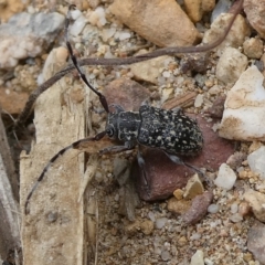 Ancita sp. (genus) (Longicorn or longhorn beetle) at Mongarlowe River - 6 Apr 2023 by arjay