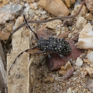 Ancita sp. (genus) at QPRC LGA - suppressed