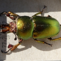 Lamprima aurata (Golden stag beetle) at Mongarlowe River - 17 Jul 2023 by arjay