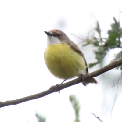 Gerygone olivacea (White-throated Gerygone) at Wingecarribee Local Government Area - 26 Dec 2023 by JanHartog