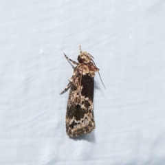 Barea consignatella (A concealer moth) at Turner, ACT - 26 Dec 2023 by ConBoekel