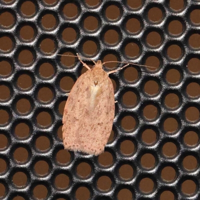 Chezala privatella (A Concealer moth) at Turner, ACT - 26 Dec 2023 by ConBoekel