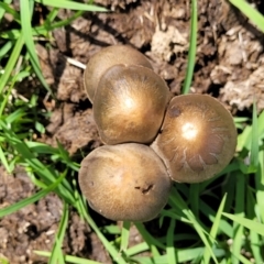 Panaeolus sp. (Panaeolus) at Whitlam, ACT - 27 Dec 2023 by trevorpreston